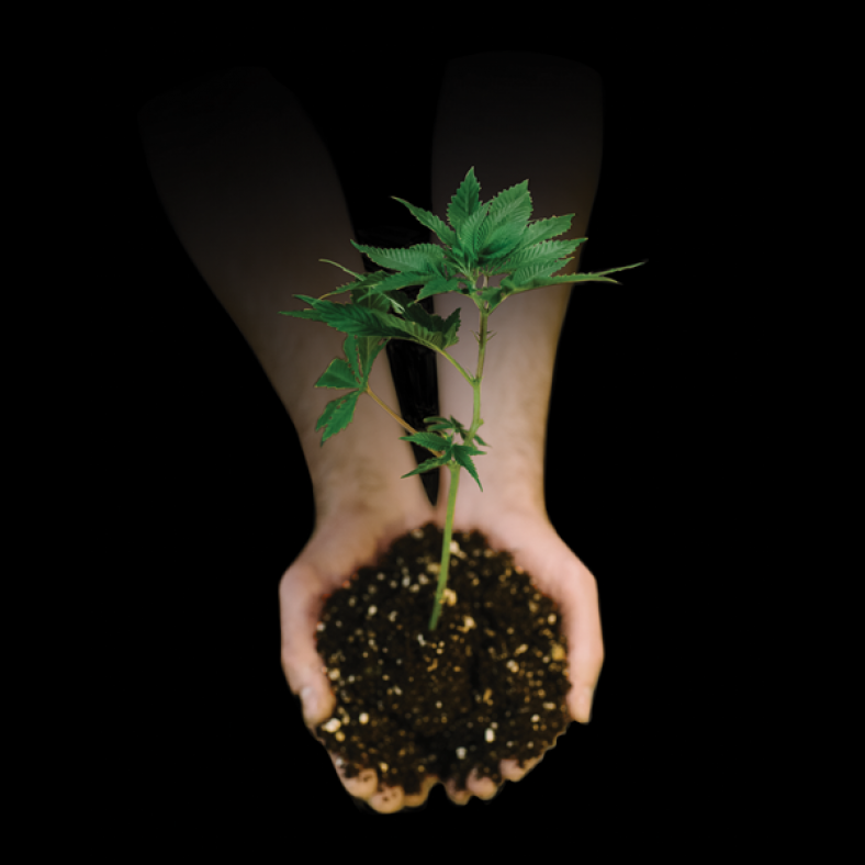 Nitrogen Deficiencies and Excesses: Causes, Symptoms, and Solutions