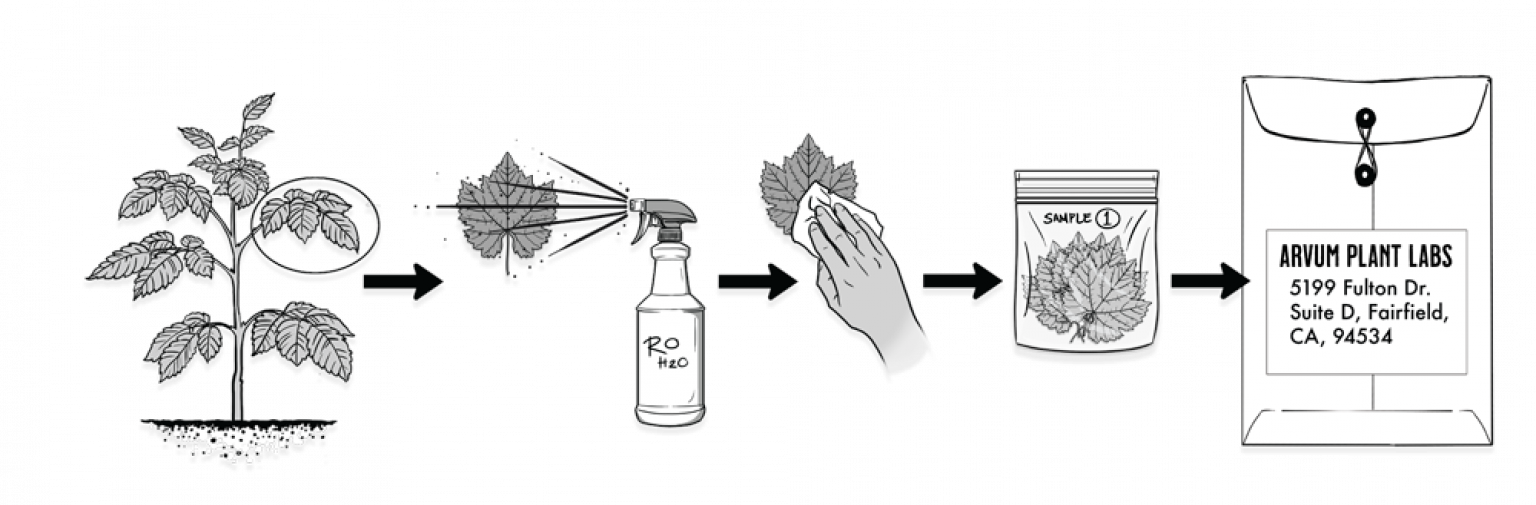 SAMPLE PROCEDURES PLANT TISSUE Arvum Plant Labs