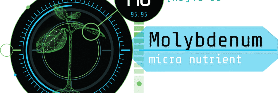 Molybdenum and its Role in Plant Performance