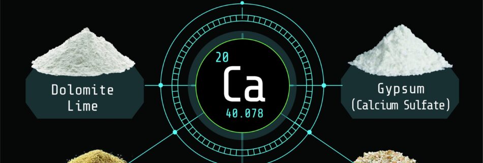 Arvum Blog Post Graphic for Organic Calcium Sources