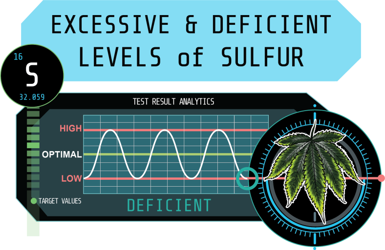 Issues with Excessive and Deficient Levels of Sulfur in Plants
