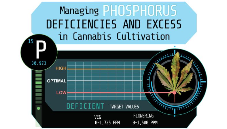 Managing Phosphorus Deficiencies and Excess in Cannabis Cultivation