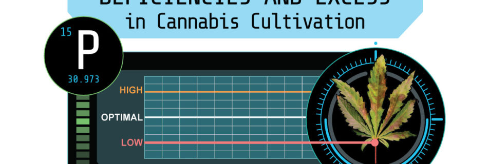 Managing Phosphorus, deficiencies and excess in Cannabis Cultivation