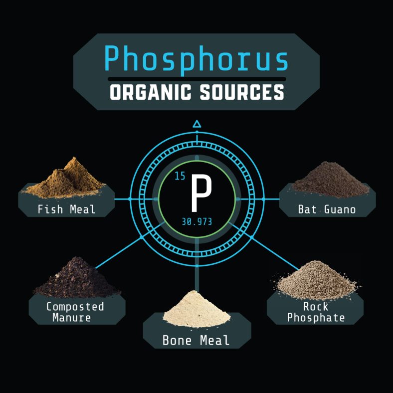 Organic Sources of Phosphorus and Their Application Methods