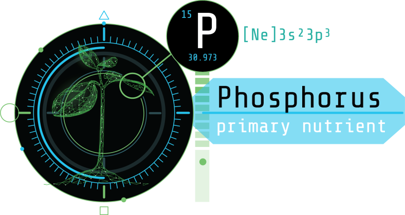 The Importance of Phosphorus in Plant Health