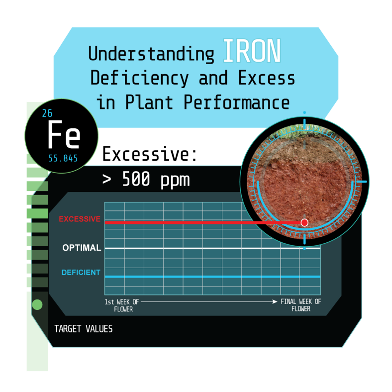 Understanding Iron Deficiency and Excesses in Plant Performance
