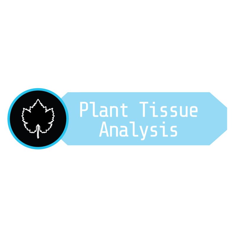 Understanding Nutrient Deficiencies in Cannabis: Insights from the Cannabis Business Times