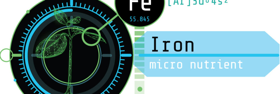 Arvum Blog Post Element Iron